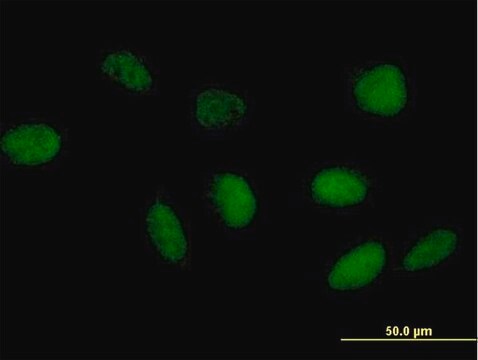 Anti-TAF6L antibody produced in mouse purified immunoglobulin, buffered aqueous solution