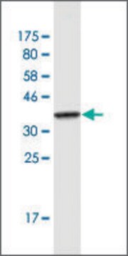 Monoclonal Anti-IMMT antibody produced in mouse clone 1A8, purified immunoglobulin, buffered aqueous solution