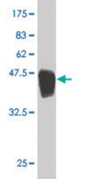 Monoclonal Anti-ARHGDIG antibody produced in mouse clone 1D11, purified immunoglobulin, buffered aqueous solution