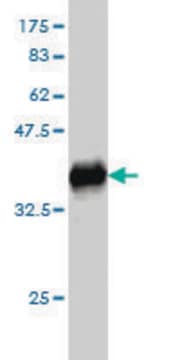 Monoclonal Anti-GEM antibody produced in mouse clone 4B12, purified immunoglobulin, buffered aqueous solution