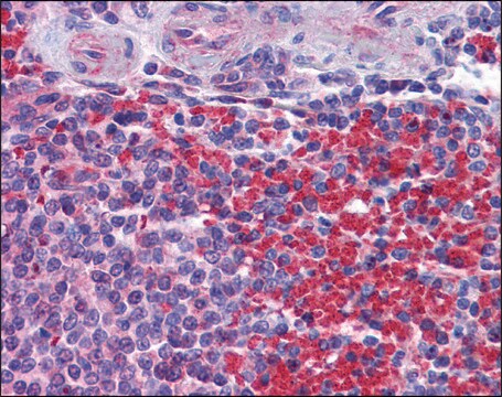 Anti-NLRC5 (N-terminus) antibody produced in rabbit affinity isolated antibody