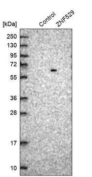 Anti-ZNF529 antibody produced in rabbit Prestige Antibodies&#174; Powered by Atlas Antibodies, affinity isolated antibody, buffered aqueous glycerol solution