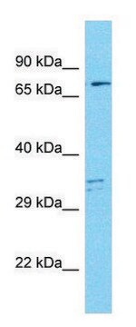 Anti-MAP9 antibody produced in rabbit affinity isolated antibody