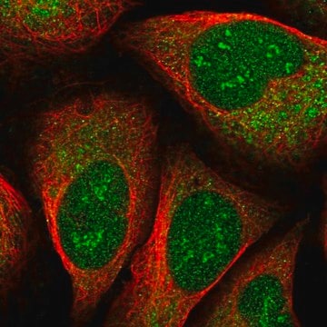 Anti-EEF1D antibody produced in rabbit Prestige Antibodies&#174; Powered by Atlas Antibodies, affinity isolated antibody