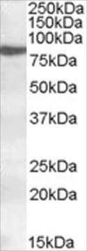 Anti-ALOX15 antibody produced in goat affinity isolated antibody, buffered aqueous solution