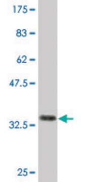 Monoclonal Anti-CFC1 antibody produced in mouse clone 2G4, purified immunoglobulin, buffered aqueous solution