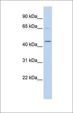 Anti-MIZF (ab2) antibody produced in rabbit affinity isolated antibody