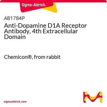 Anti-Dopamine D1A Receptor Antibody, 4th Extracellular Domain Chemicon&#174;, from rabbit