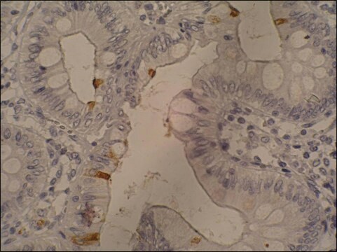 Monoclonal Anti-Sialyl Lewis a antibody produced in mouse clone 121SLE, purified immunoglobulin, buffered aqueous solution