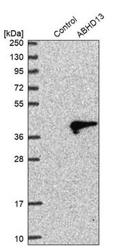 Anti-ABHD13 antibody produced in rabbit Prestige Antibodies&#174; Powered by Atlas Antibodies, affinity isolated antibody, buffered aqueous glycerol solution