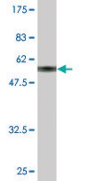 Monoclonal Anti-MAGEH1 antibody produced in mouse clone 2B3, purified immunoglobulin, buffered aqueous solution