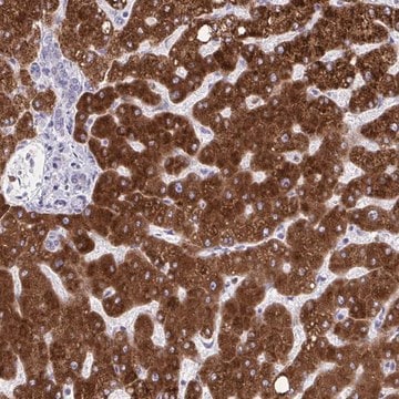 Anti-CYP4F2 antibody produced in rabbit Prestige Antibodies&#174; Powered by Atlas Antibodies, affinity isolated antibody, buffered aqueous glycerol solution