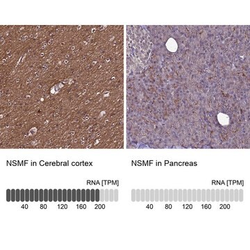 Anti-NSMF antibody produced in rabbit Prestige Antibodies&#174; Powered by Atlas Antibodies, affinity isolated antibody, buffered aqueous glycerol solution