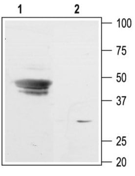 Anti-Potassium Channel KIR3.3 (GIRK3) antibody produced in rabbit affinity isolated antibody, lyophilized powder