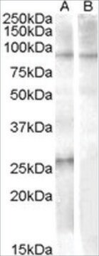 Anti-APOBEC2 (AA 12-26) antibody produced in goat affinity isolated antibody, buffered aqueous solution