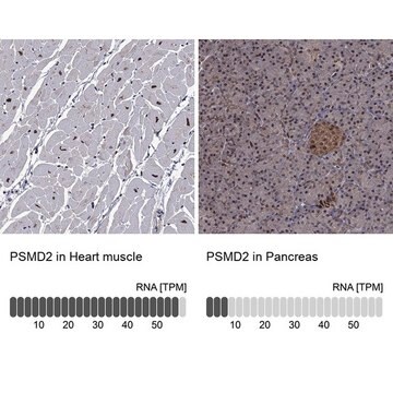 Anti-PSMD2 antibody produced in rabbit Prestige Antibodies&#174; Powered by Atlas Antibodies, affinity isolated antibody, buffered aqueous glycerol solution