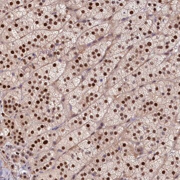 Anti-CHST12 antibody produced in rabbit Prestige Antibodies&#174; Powered by Atlas Antibodies, affinity isolated antibody, buffered aqueous glycerol solution