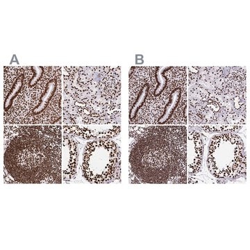 Anti-SFPQ antibody produced in rabbit Prestige Antibodies&#174; Powered by Atlas Antibodies, affinity isolated antibody, buffered aqueous glycerol solution