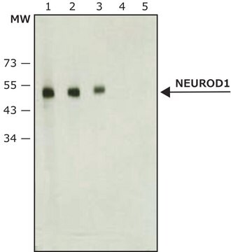 Anti-NeuroD1 antibody produced in rabbit ~1&#160;mg/mL, affinity isolated antibody, buffered aqueous solution