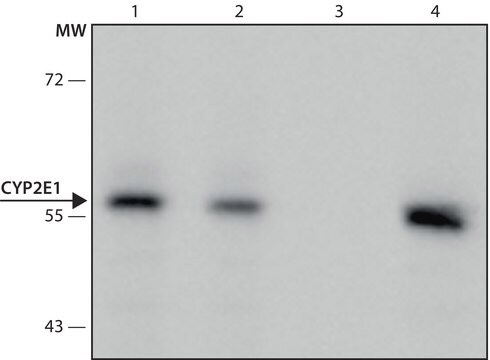 Monoclonal Anti-CYP2E1 antibody produced in mouse culture supernatant