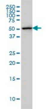 Monoclonal Anti-FKBP5 antibody produced in mouse clone 3D10-1G11, purified immunoglobulin, buffered aqueous solution