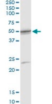 Anti-SCLY antibody produced in rabbit purified immunoglobulin, buffered aqueous solution