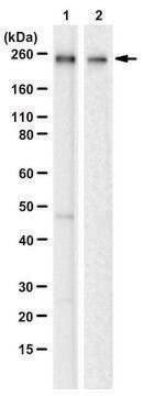 抗MYH1抗体 クローン1E15 ZooMAb® ウサギ・モノクローナル recombinant