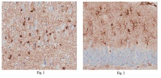 Anti-MOB kinase activator 3B Antibody from rabbit, purified by affinity chromatography