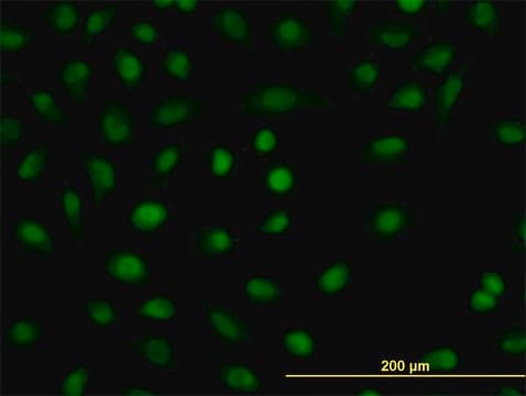 Monoclonal Anti-CSDA antibody produced in mouse clone 1H5, purified immunoglobulin, buffered aqueous solution