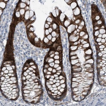 Anti-FAM162A antibody produced in rabbit Prestige Antibodies&#174; Powered by Atlas Antibodies, affinity isolated antibody, buffered aqueous glycerol solution