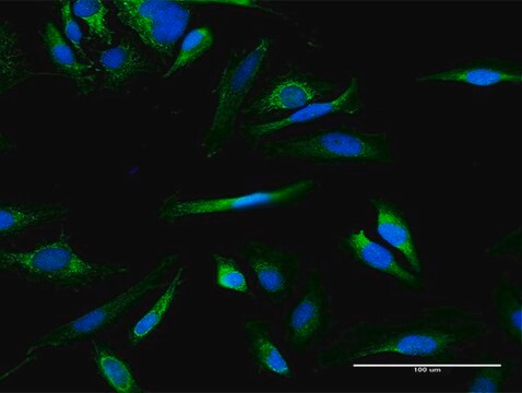 Anti-MMAB antibody produced in mouse purified immunoglobulin, buffered aqueous solution