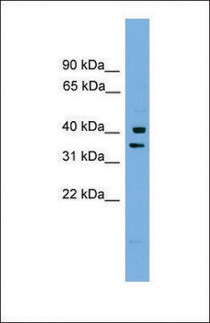 Anti-PNRC1 antibody produced in rabbit affinity isolated antibody