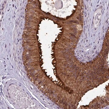 Anti-NPFFR1 antibody produced in rabbit Prestige Antibodies&#174; Powered by Atlas Antibodies, affinity isolated antibody, buffered aqueous glycerol solution