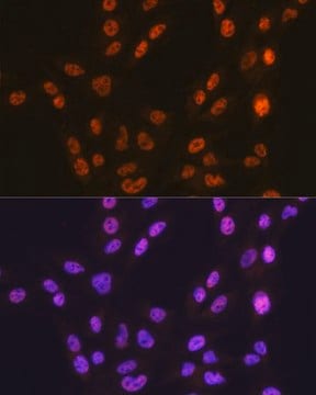 Anti- CTCF antibody produced in rabbit