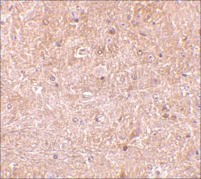 Anti-Caspase-13 antibody produced in rabbit affinity isolated antibody, buffered aqueous solution