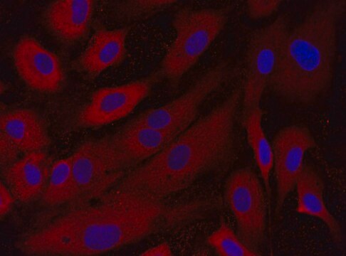 Anti-CTGF (181-195) antibody produced in rabbit IgG fraction of antiserum, buffered aqueous solution