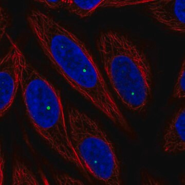 Anti-FOXL2NB antibody produced in rabbit Prestige Antibodies&#174; Powered by Atlas Antibodies, affinity isolated antibody