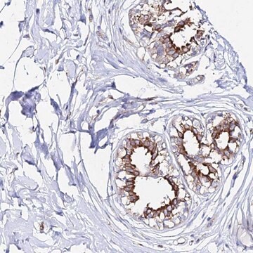 Anti-CFAP45 antibody produced in rabbit Prestige Antibodies&#174; Powered by Atlas Antibodies, affinity isolated antibody, buffered aqueous glycerol solution