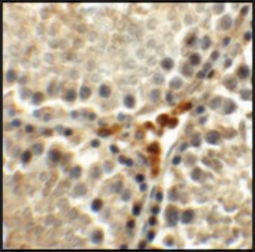 Anti-MEIG1 antibody produced in rabbit affinity isolated antibody