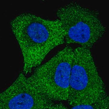 Anti-STRN4 antibody produced in rabbit Prestige Antibodies&#174; Powered by Atlas Antibodies, affinity isolated antibody