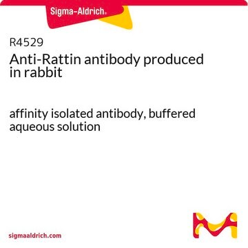 Anti-Rattin antibody produced in rabbit affinity isolated antibody, buffered aqueous solution