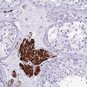 Anti-OR4D5 antibody produced in rabbit Prestige Antibodies&#174; Powered by Atlas Antibodies, affinity isolated antibody, buffered aqueous glycerol solution