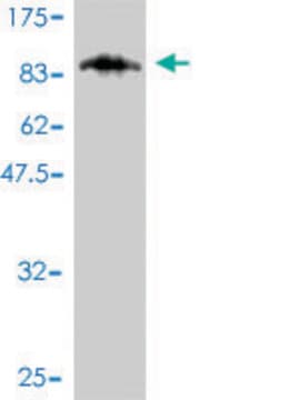 Monoclonal Anti-CAMKV antibody produced in mouse clone 2F3-1A2, purified immunoglobulin, buffered aqueous solution