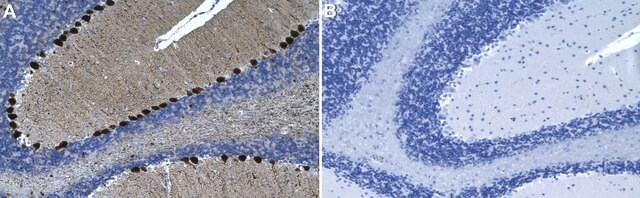 Anti-DARPP-32 Antibody, clone 1D22 ZooMAb&#174; Rabbit Monoclonal recombinant, expressed in HEK 293 cells