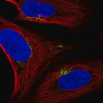 Anti-SPATA25 antibody produced in rabbit Prestige Antibodies&#174; Powered by Atlas Antibodies, affinity isolated antibody