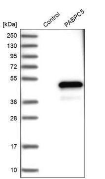 Anti-PABPC5 antibody produced in rabbit Prestige Antibodies&#174; Powered by Atlas Antibodies, affinity isolated antibody, buffered aqueous glycerol solution