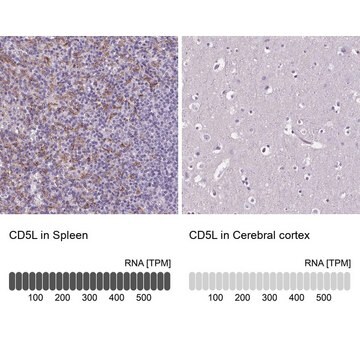 Anti-CD5L antibody produced in rabbit Prestige Antibodies&#174; Powered by Atlas Antibodies, affinity isolated antibody, buffered aqueous glycerol solution