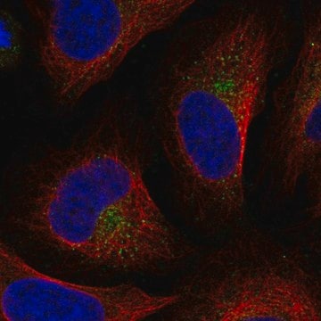 Anti-UFD1L antibody produced in rabbit Prestige Antibodies&#174; Powered by Atlas Antibodies, affinity isolated antibody