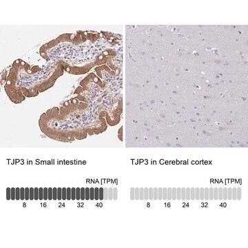 Anti-TJP3 antibody produced in rabbit Prestige Antibodies&#174; Powered by Atlas Antibodies, affinity isolated antibody, buffered aqueous glycerol solution