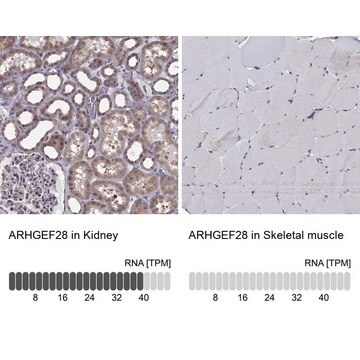 Anti-ARHGEF28 antibody produced in rabbit Prestige Antibodies&#174; Powered by Atlas Antibodies, affinity isolated antibody, buffered aqueous glycerol solution